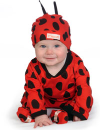ladybird