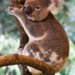 koala